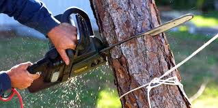  Riverside, CA Tree Care Services Pros