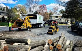 Best Emergency Tree Removal  in Riverside, CA