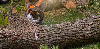 Best Root Management and Removal  in Riverside, CA