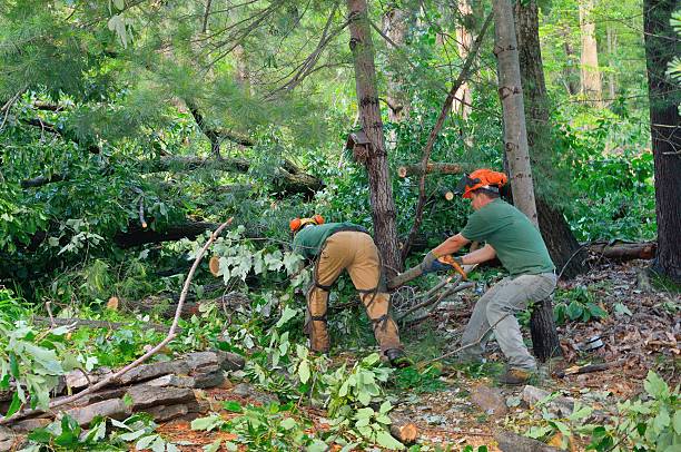 How Our Tree Care Process Works  in  Riverside, CA