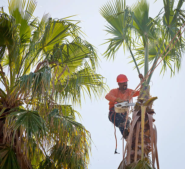 Best Fruit Tree Pruning  in Riverside, CA